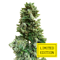 Sour Gorilla genetics, Фасовка: 3