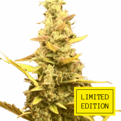 Auto Choco Skunk genetics, Фасовка: 3