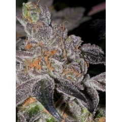 Animal Cookies (America), Фасовка: 5