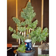 AutoMazar (X Seeds), Фасовка: 5