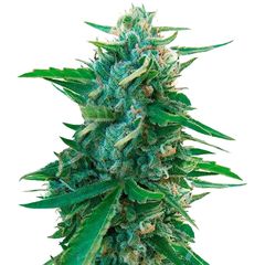 Sugar Black Rose Early Version, Фасовка: 3+2