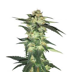 Blue Gelato 41, Фасовка: 3