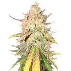 Sugar Candy, Фасовка: 3