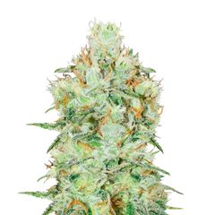 Jagg Kush, Фасовка: 1