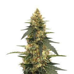 Strawberry Lemonade, Фасовка: 3