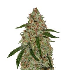 Phantom OG, Фасовка: 3