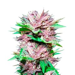 Dark Purple Auto, Фасовка: 3