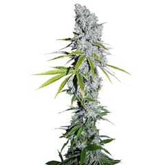 CBD Skunk Haze, Фасовка: 3