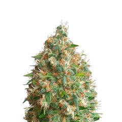 Original Auto Russian, Фасовка: 1