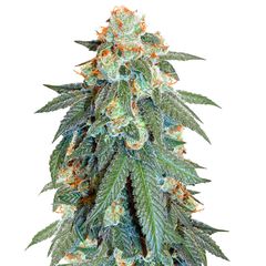 Orange Bud Auto, Фасовка: 1