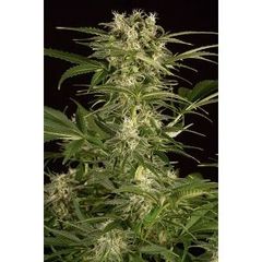 Lemon Juice Express Auto, Фасовка: 10