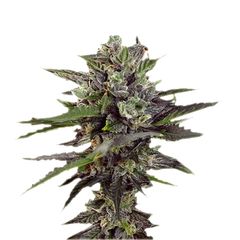 Blueberry Auto, Фасовка: 7