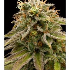 Lemon Thai Kush reg, Фасовка: 3