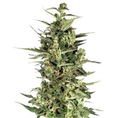 Dutch Cheese, Фасовка: 3