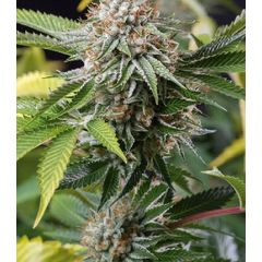 Mango Sapphire fem, Фасовка: 3