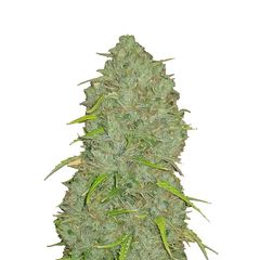 Original Auto Jack Herer, Фасовка: 3