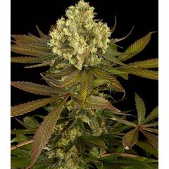 Sour Blueberry reg, Фасовка: 3