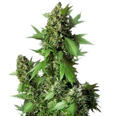 Duck Auto, Фасовка: 1