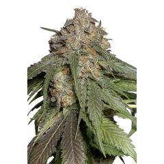 Blueberry Headband, Фасовка: 10