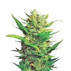 Think Different, Фасовка: 3