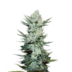 Tangie`matic Auto, Фасовка: 1