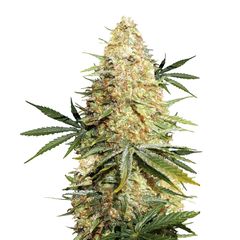 Lemon Zkittle Auto, Фасовка: 3