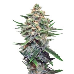 Snegurochka, Фасовка: 3