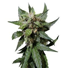 Durban Poison Auto, Фасовка: 3