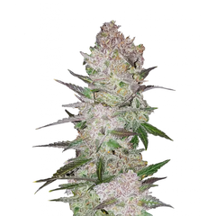 Cream Cookies Auto, Фасовка: 5