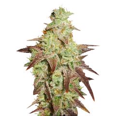 Night Queen Auto, Фасовка: 3