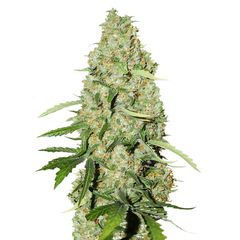 Think Big Auto, Фасовка: 1