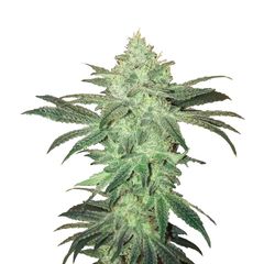 Stardawg Auto, Фасовка: 5