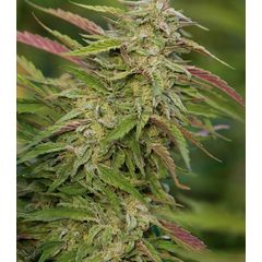 Purple Trainwreck fem, Фасовка: 5