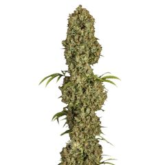 Jorge`s Diamonds №1, Фасовка: 3