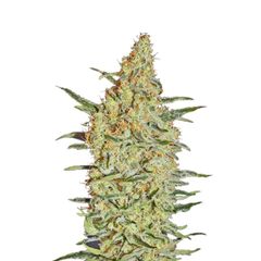 Neville's Haze, Фасовка: 3