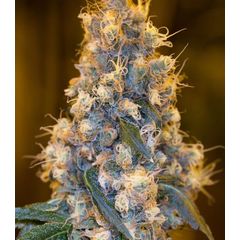 Blue Fire fem, Фасовка: 3