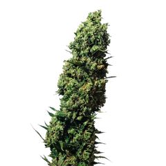 The Ultimate, Фасовка: 5