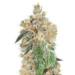 Colorado Cookies Auto, Фасовка: 7