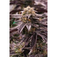 OGKZ fem, Фасовка: 3