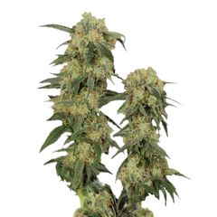 Pamir Gold, Фасовка: 3