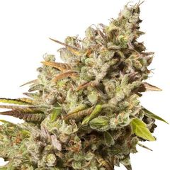 Royal Gorilla, Фасовка: 3