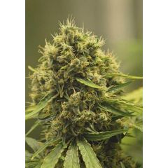 Mango Skunk, Фасовка: 5