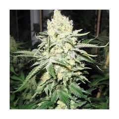 No Name, Фасовка: 5