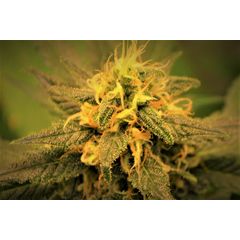 Sweet Poison, Фасовка: 5