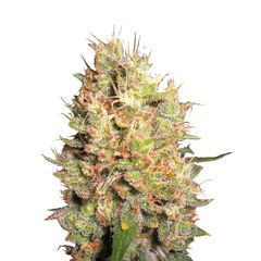 Crazy Miss Hyde, Фасовка: 1