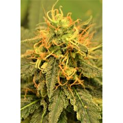 Reggae Spirit, Фасовка: 5