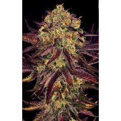 Tangerine Sorbet, Фасовка: 5