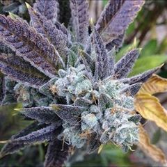 Gelato Auto, Фасовка: 3