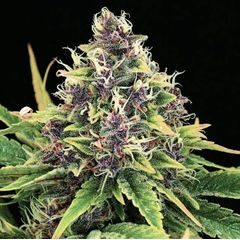 Hindu Kush, Фасовка: 3