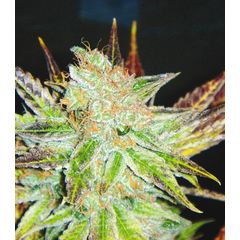 Prozack, Фасовка: 5